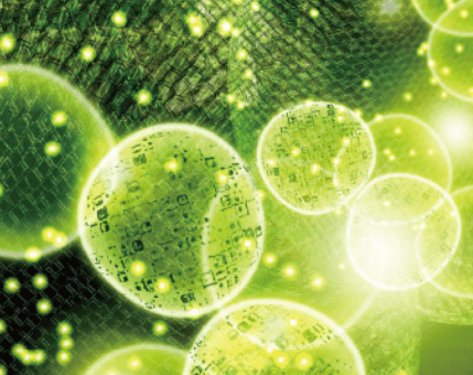 綠球藻舒緩強化頭皮